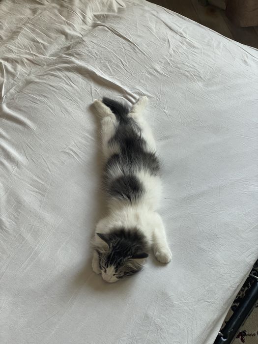 Отдаю в добрые руки двух кошечек.