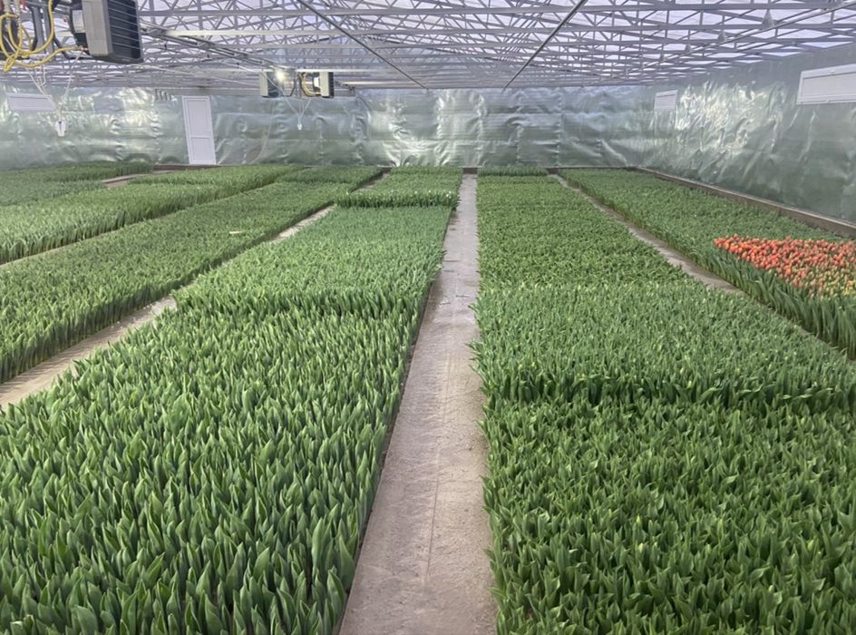 Предзаказ на тюльпаны