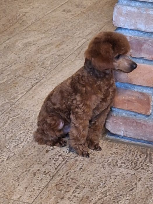Pudel/Poodle/caniche pitic