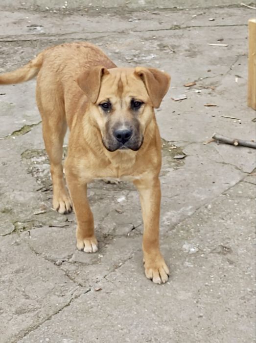 Donez cățel – metis Labrador + Amstaff