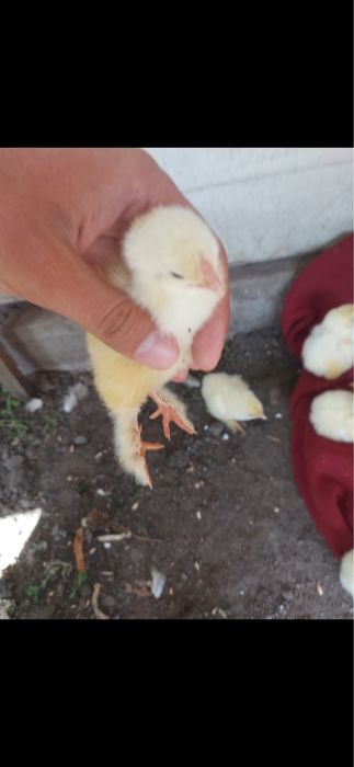 Квочка с цыплятами