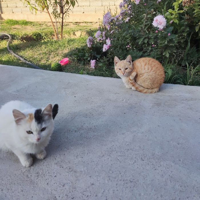 Котята бесплатно