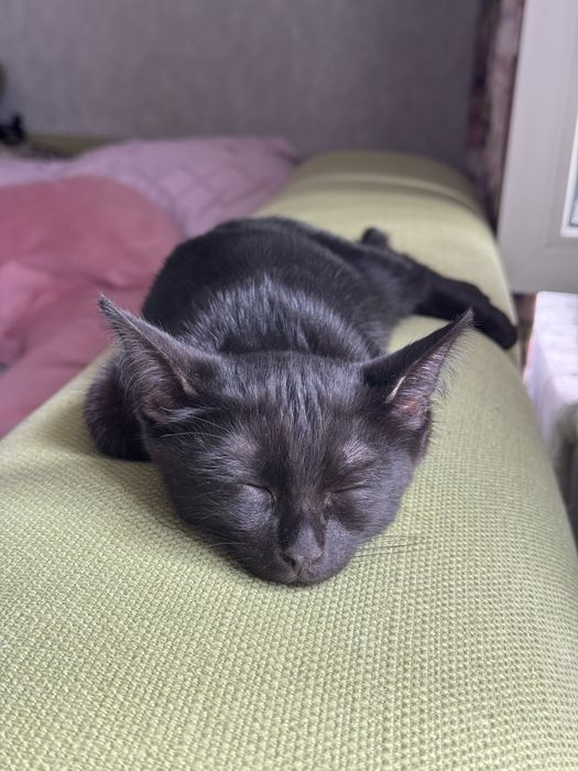 Котенок Кексик ищет дом
