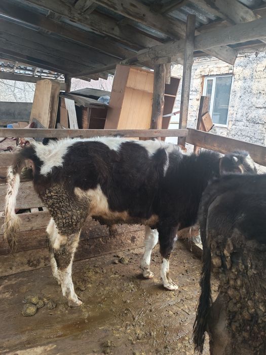 Бычок продам хороший параодистый