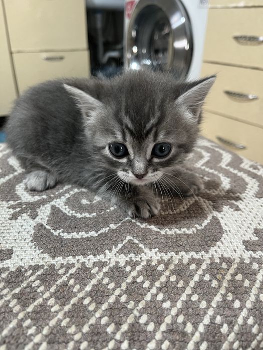Красивые котята в добрые руки.