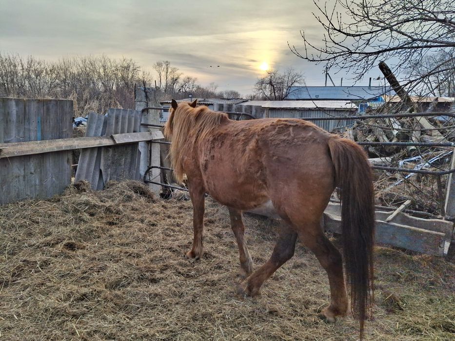 Отдам в хорошие руки