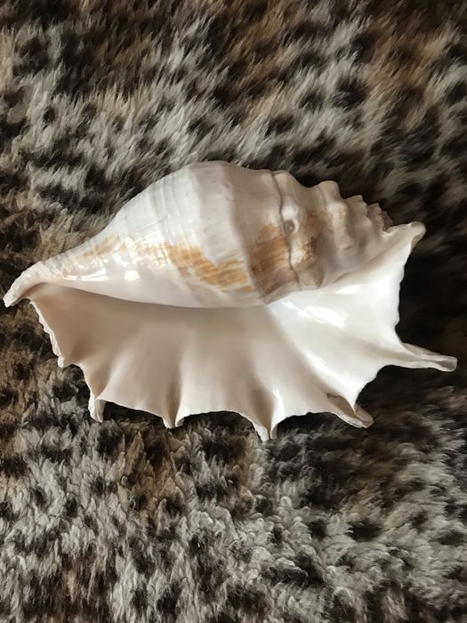 Продаю ракушки морские разные