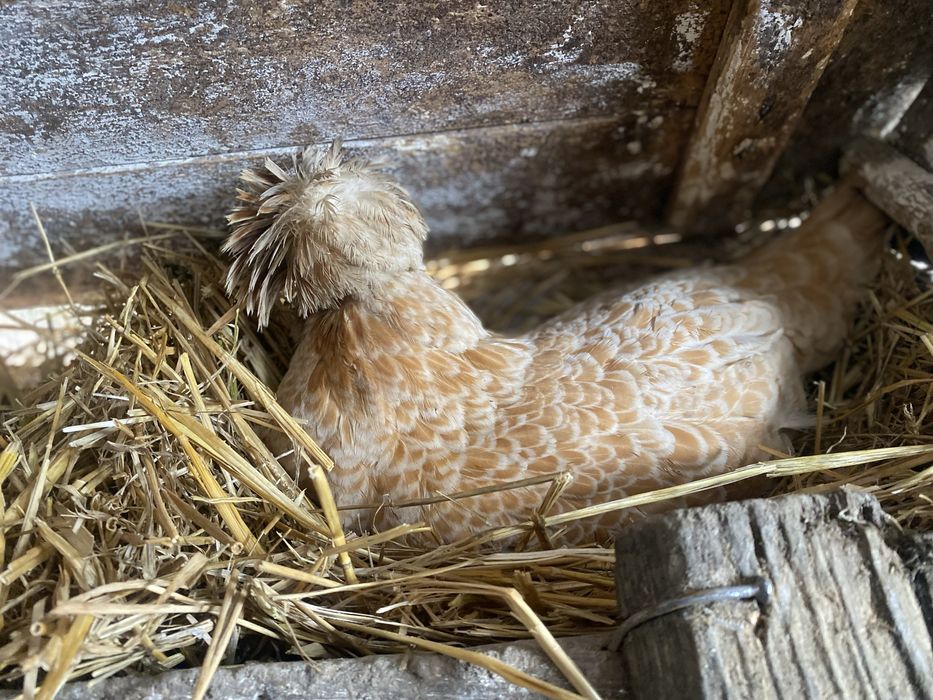 Ouă pentru incubat din rasele : Padaoană și Australorp .