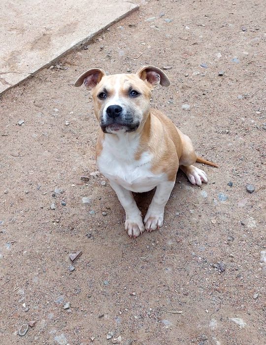 Продажа щенков Стаффорда АСТ