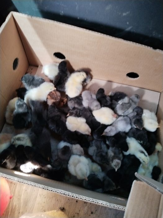 Цыплята домашние