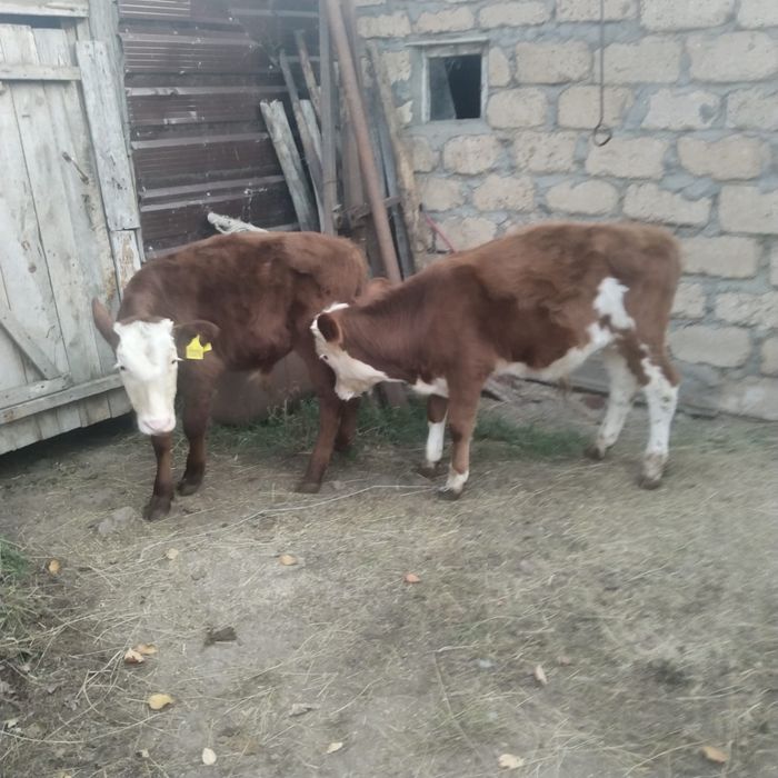 Продам подсосных бычков