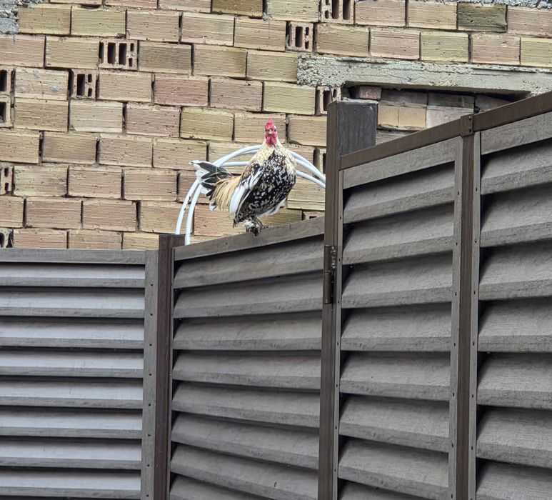 Декоративни Петлета и кокошки