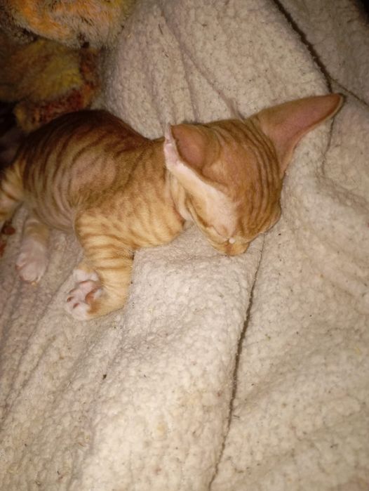 Котенок сфинкса Браш