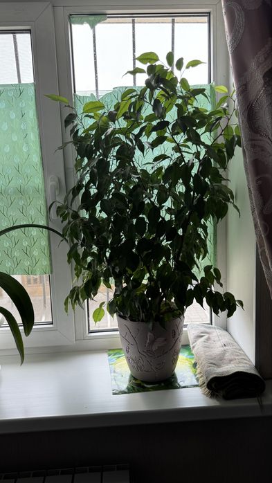 Комнатные цветы в горшке