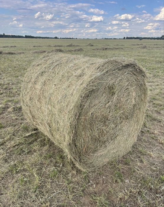 Продам сено в рулонах