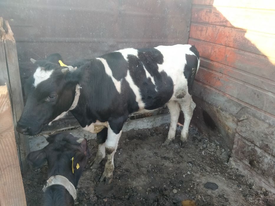 Продам тёлок и одного бычка