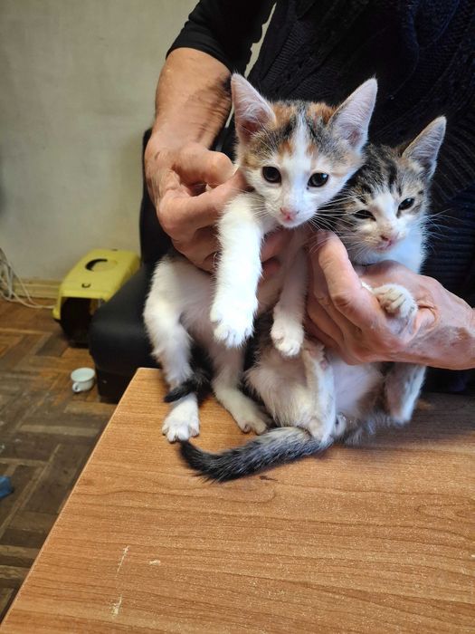 Котета на 2-3 мес. в София