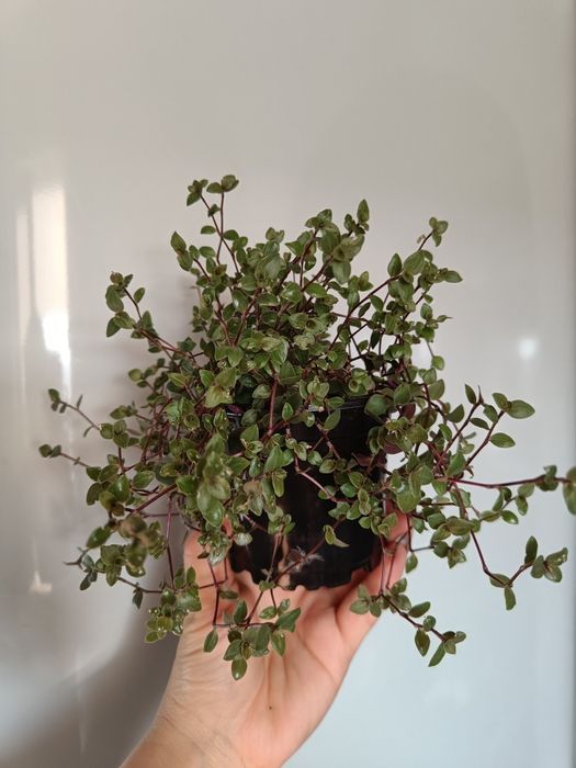 Продам суккуленты 3 вида