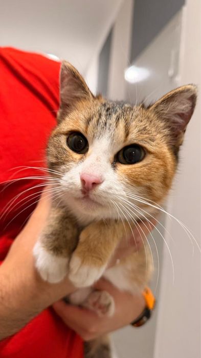 Отдам кошку в хорошие руки