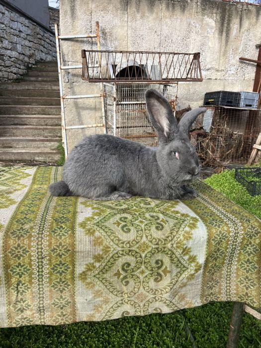 Белгийски великан