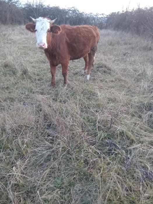 De vânzare  un caluț și o vacă