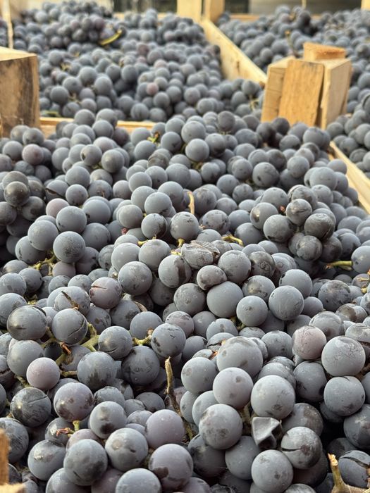 Struguri de vin capsunica sau alte soiuri