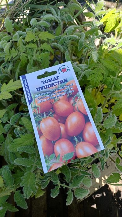 Продам рассаду цветов и овощей.