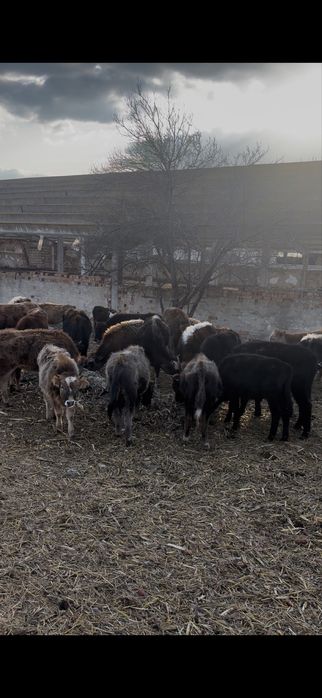 Bovine de vanzare urgent!!!