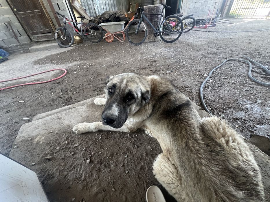 Алабай в добрые руки на охрану