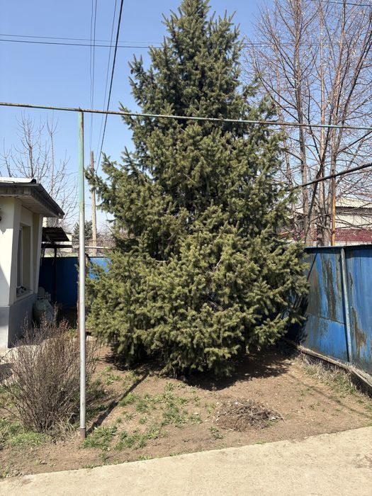 Продам Елку Елку