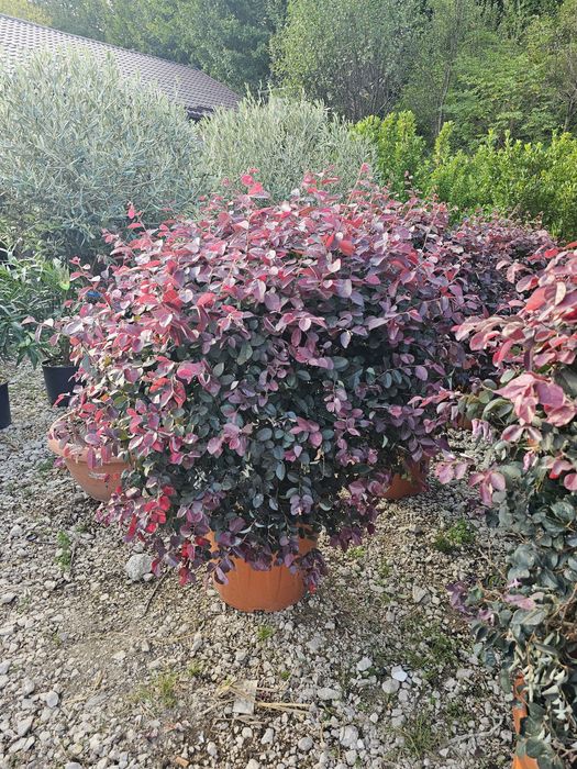 Maslini seculari si alte plante ( bonsai, yucca, cedru )