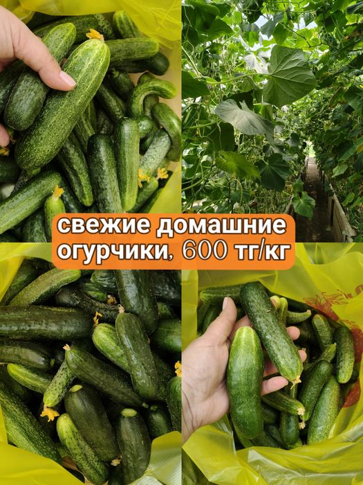 Огурцы домашние хрустящие