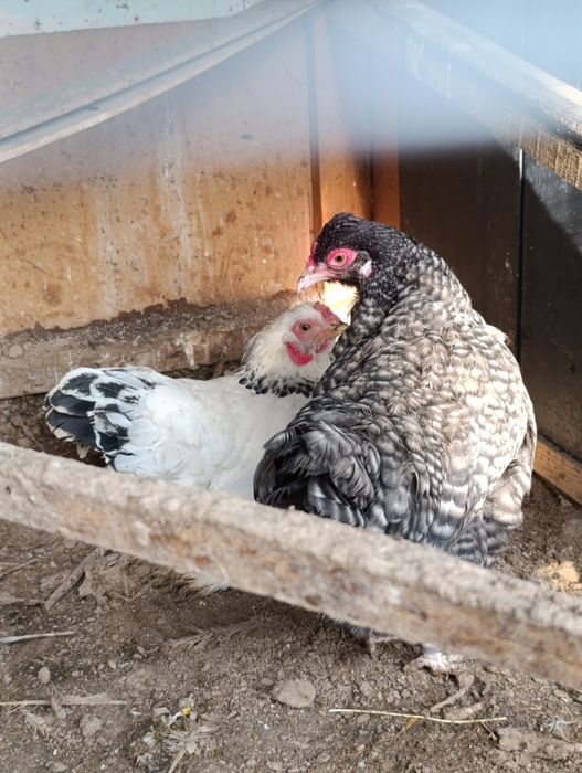 Brama svetli tovuq va hawaki