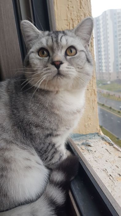 Muwuk sotiladi soglom ogil bola 1yoshu 2 oylik