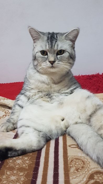 Muwuk sotiladi soglom ogil bola 1yoshu 2 oylik