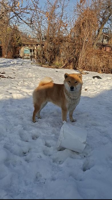 Сиба-ину мальчик