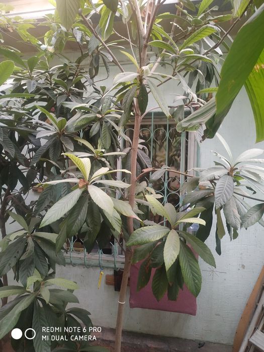 Продам мушмулла дерево