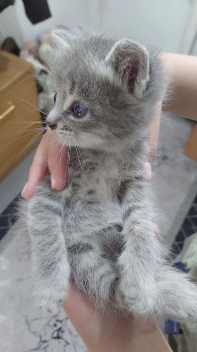 Отдам котят в добрые руки