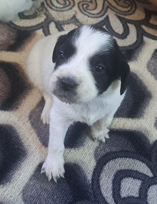 Русская спаниель