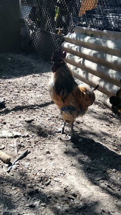 Продам петуха с черной кожей