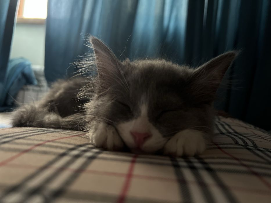 Кошка в добрые руки