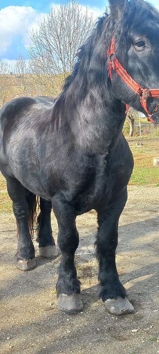 Vând hărmăsar Ardenez