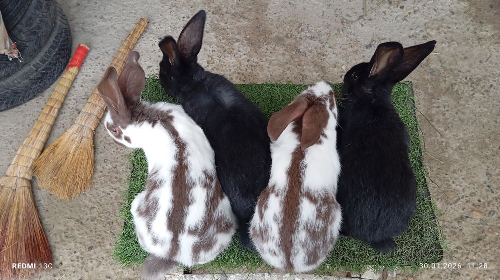 Strakach quyonlar sotiladi