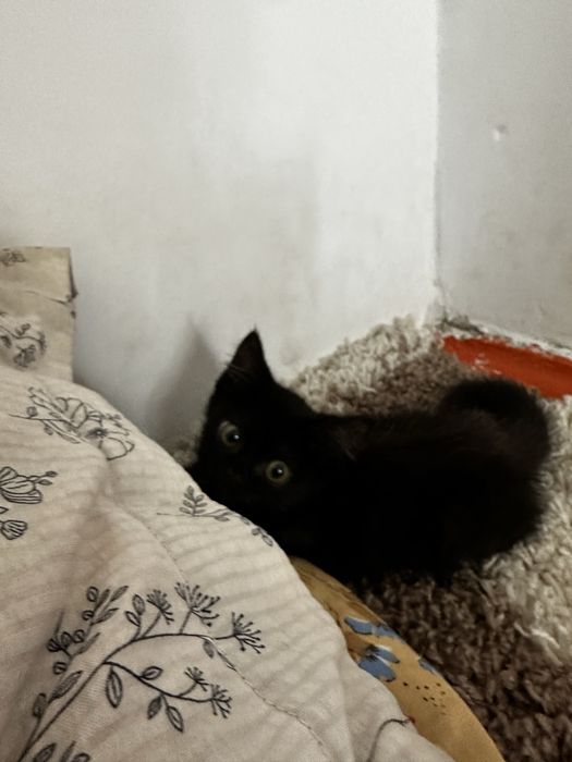 Миленький котенок