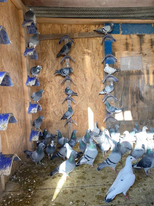 Vând porumbei diferite rase