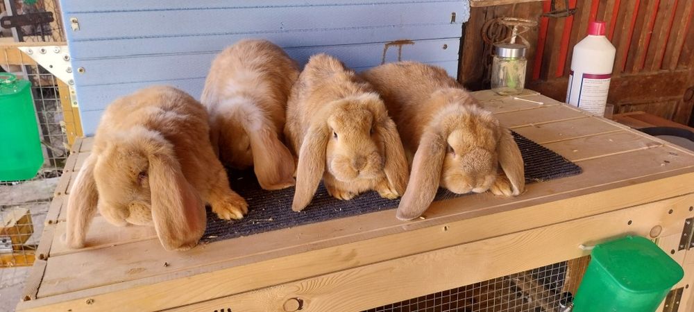 Френски кочоват заек зайци