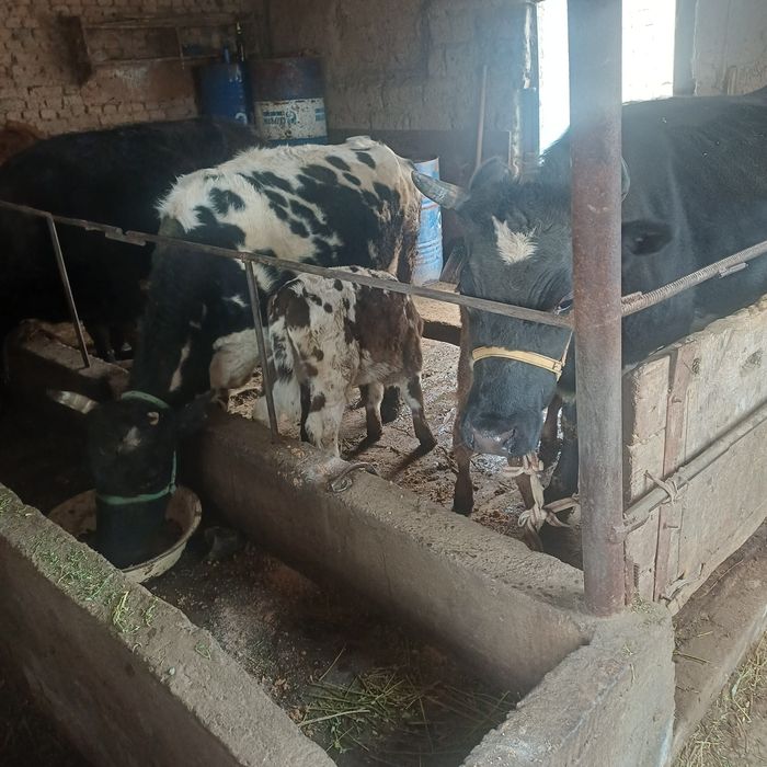 Сүтті сиыр сатылады