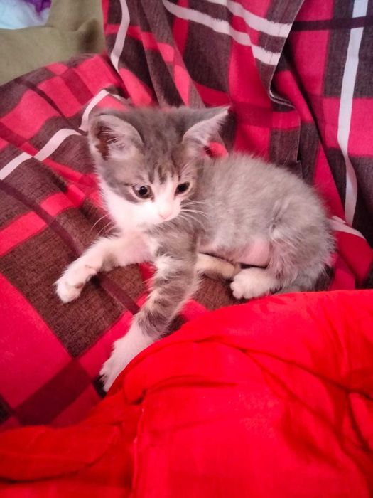 отдам в добрые руки котенка девочку