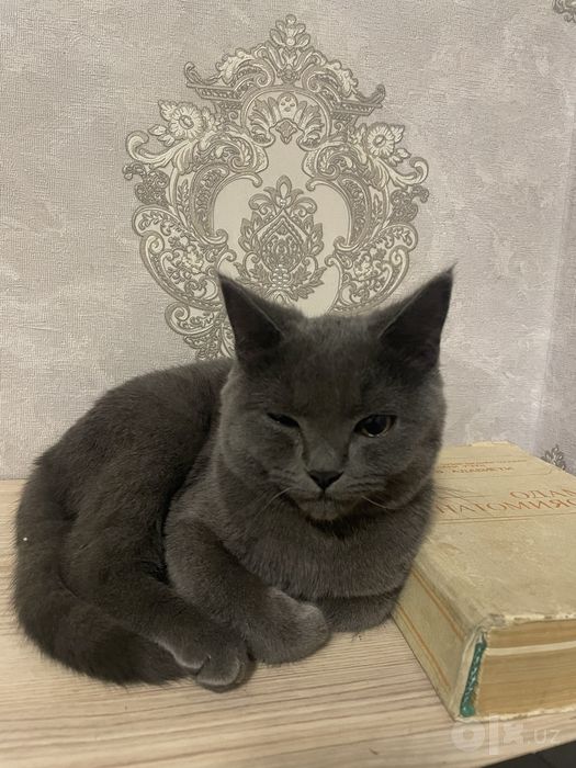 Mushuk sotiladi narxini kelishamiz