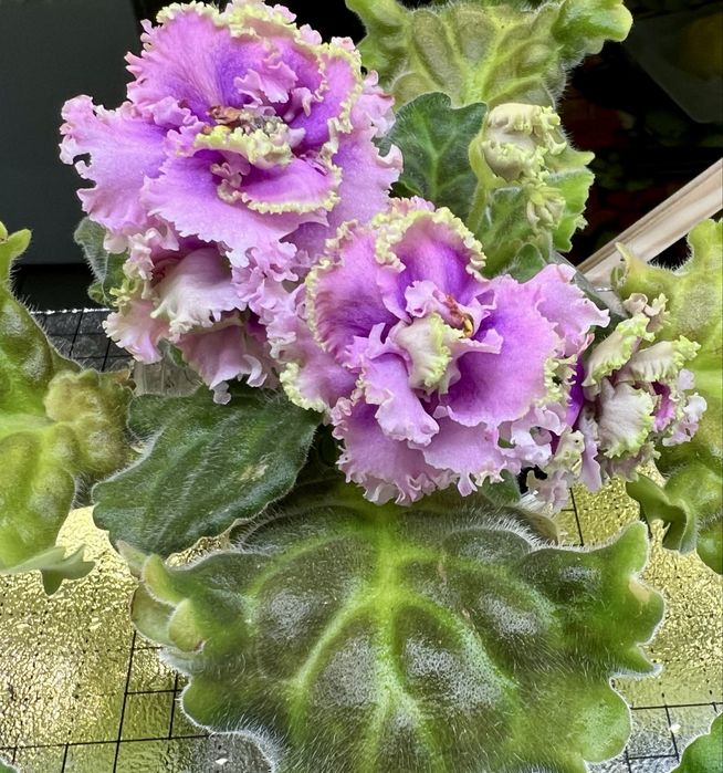 Сейнтполия Saintpaulia African Violet Сентполия Сенполия цветя